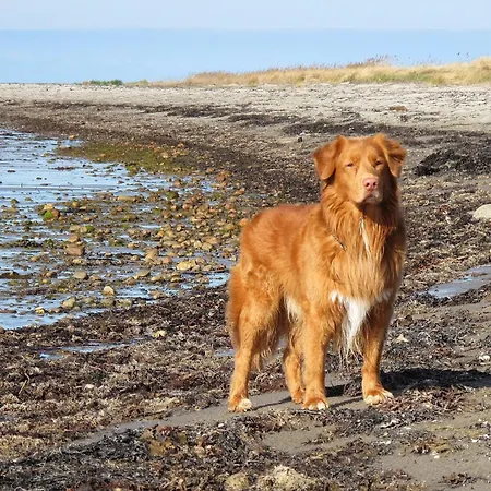Strandhaus Am Muehlendamm - Meerblick, Sauna Und Ofen
